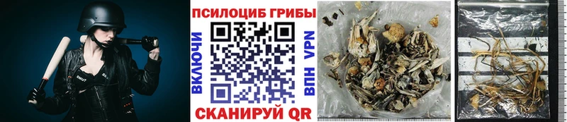 блэк спрут онион  где купить   Дегтярск  Галлюциногенные грибы MAGIC MUSHROOMS 
